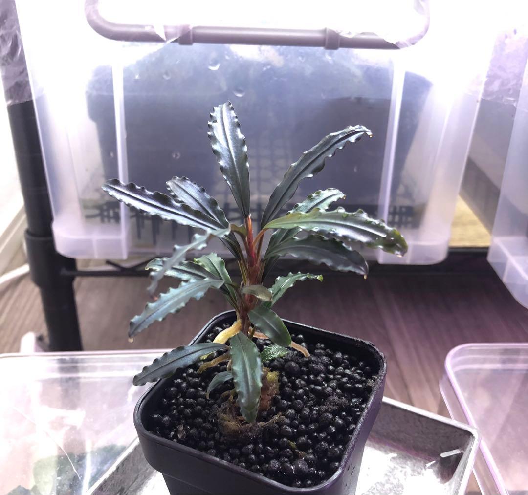 陰性水草の王様的存在【ブセファランドラ】Dark blue sword